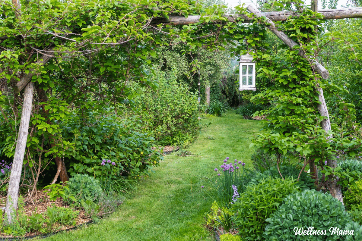 Hoe u uw tuin kunt transformeren in een permacultuurparadijs