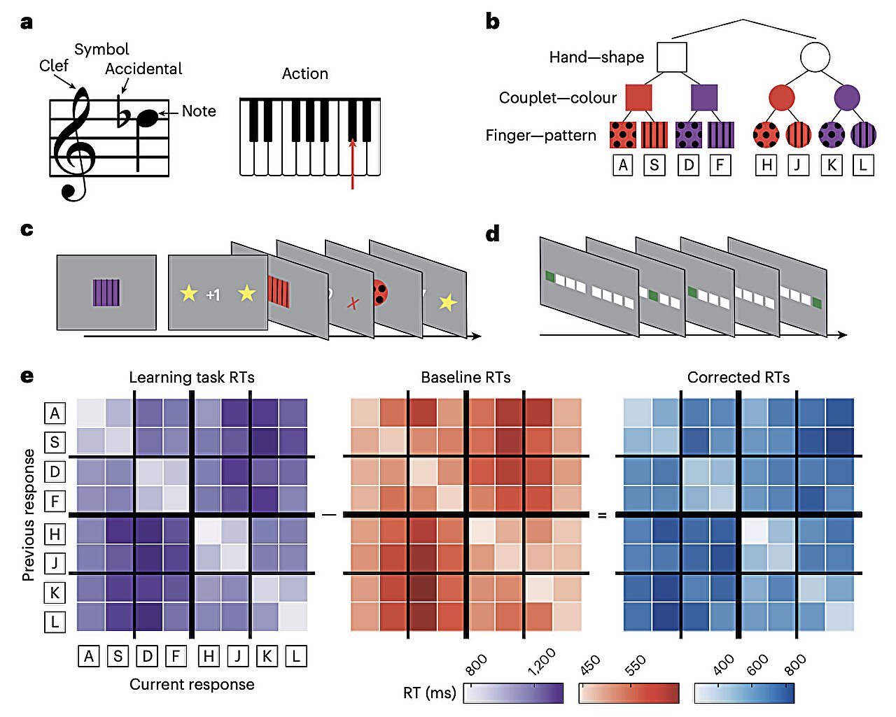 Hersenen organiseren visuomotorische associaties in gestructureerde grafiekachtige mentale schema’s, onderzoek vinden