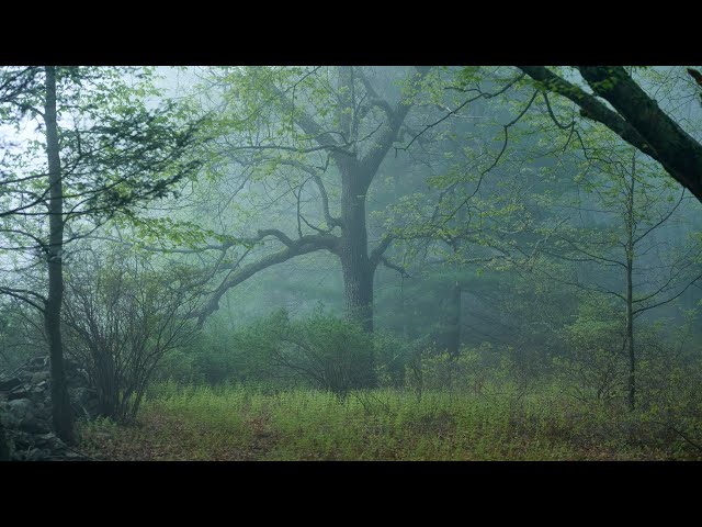 Contemplatieve landschappen van Noah Kalina