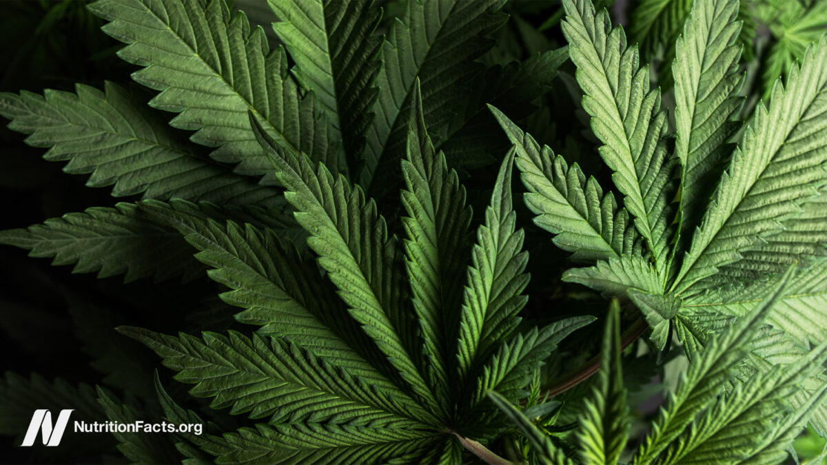 IBD en cannabis